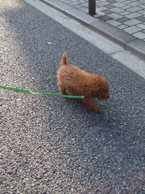 20080325レッドくんおさんぽ♪1
