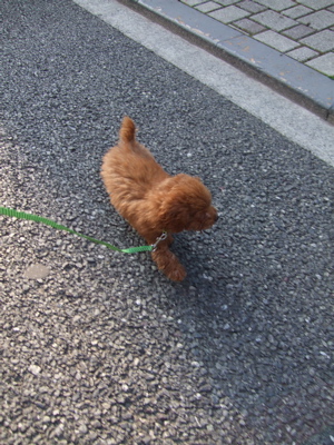 20080325レッドくんおさんぽ♪2