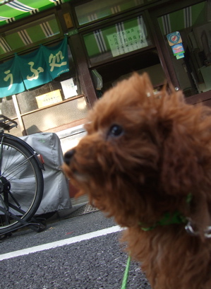 20080325レッドくんおさんぽ♪7