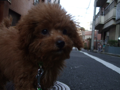 20080325レッドくんおさんぽ♪10