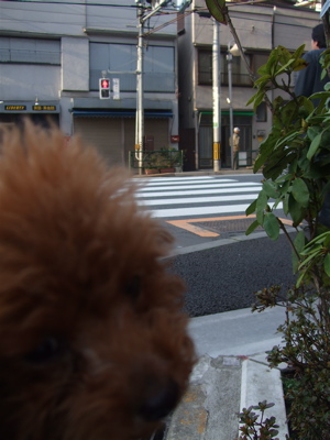 20080325レッドくんおさんぽ♪12