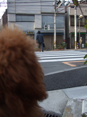 20080325レッドくんおさんぽ♪13