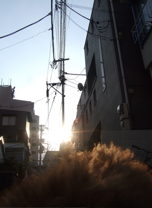 20080325レッドくんおさんぽ♪15