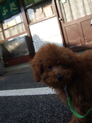 20080327おさんぽ7