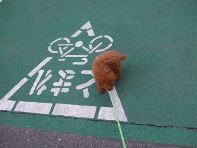 20080327おさんぽ10