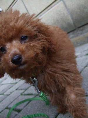 20080327おさんぽ18