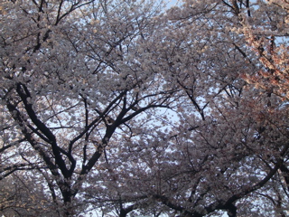 20080403-04̾¸Å²°53