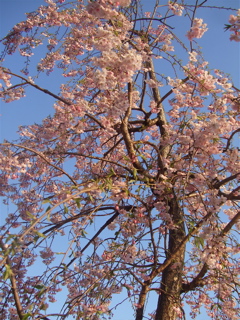 20080403-04̾¸Å²°62