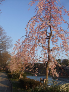 20080403-04̾¸Å²°63