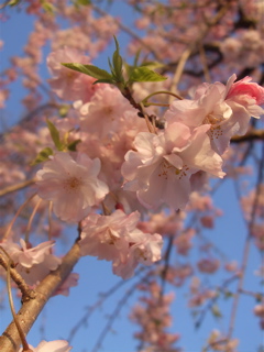 20080403-04̾¸Å²°64