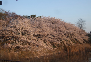 20080403-04̾¸Å²°70