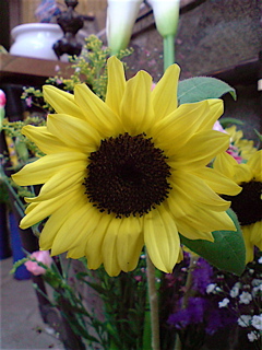 20080504É´¤«ÆüË¡Í×1