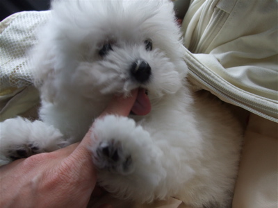 20080524ホワイトくん3
