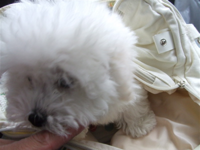 20080524ホワイトくん5