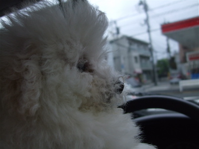 20080524ホワイトくん8