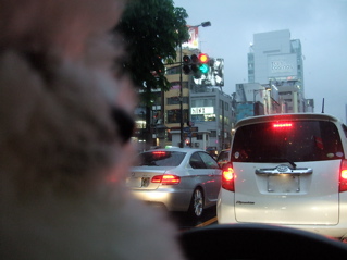 20080524ホワイトくん19