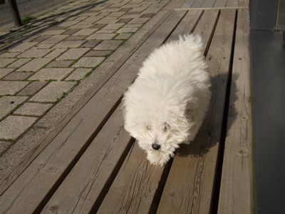 20080527ホワイトくんひなたぼっこ3
