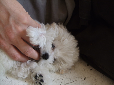20080528ホワイトくん1