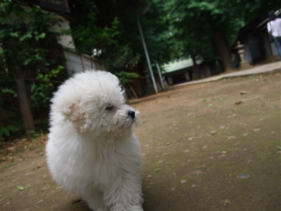 20080528ホワイトくん8