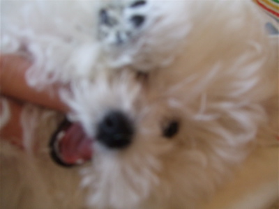 20080530ホワイトくん、お店へゴー!5