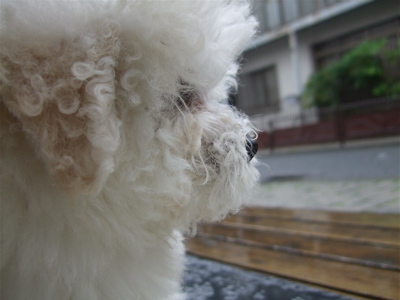 20080531雨1