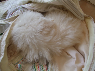 20080601ホワイトくん7