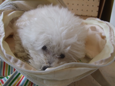 20080601ホワイトくん8
