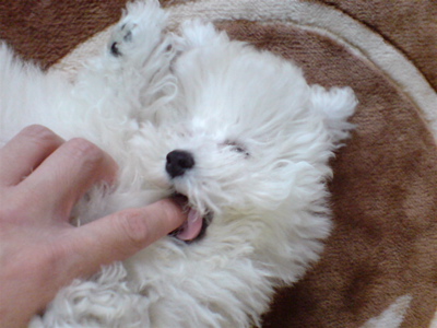 20080603ホワイトくん1