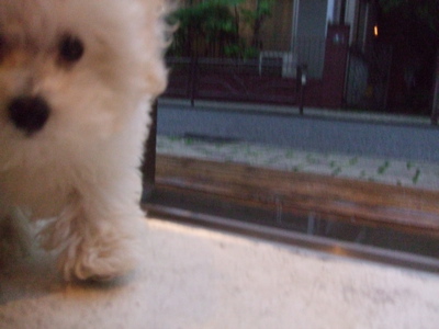 20080603ホワイトくん、雨やんだー!!2