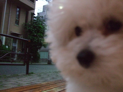 20080603ホワイトくん、雨やんだー!!5