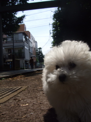 20080604ホワイトくん、おさんぽ♪1