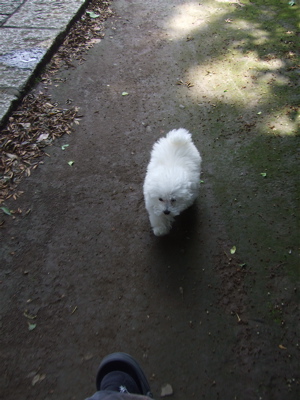 20080604ホワイトくん、おさんぽ♪2