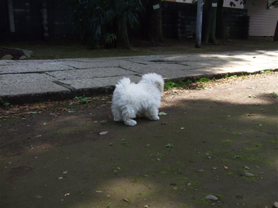 20080604ホワイトくん、おさんぽ♪5