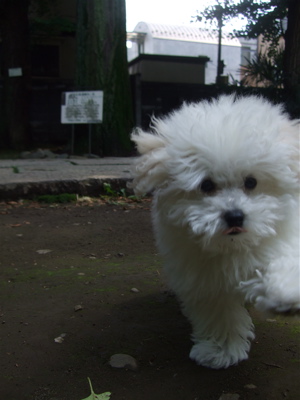 20080604ホワイトくん、おさんぽ♪7