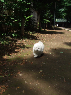 20080604ホワイトくん、おさんぽ♪9