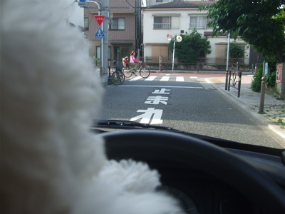 20080604ホワイトくん、おつかい♪4