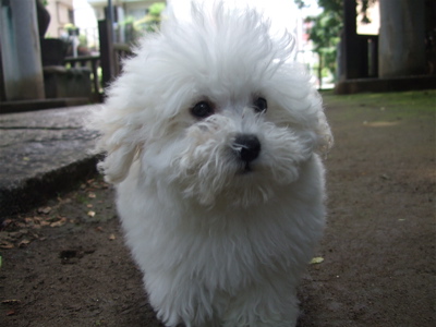 20080606ホワイトくん、いいお天気♪1