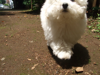 20080606ホワイトくん、いいお天気♪3