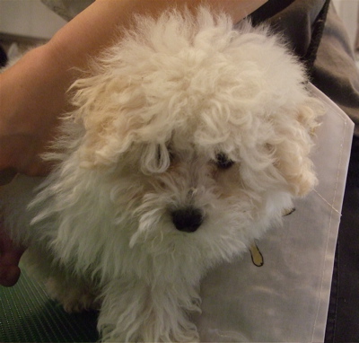 20080607ホワイトくん、シャンプー♪1
