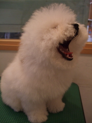 20080607ホワイトくん、シャンプー♪12