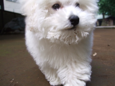 20080611ホワイトくん3