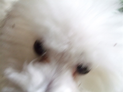 20080611ホワイトくん4