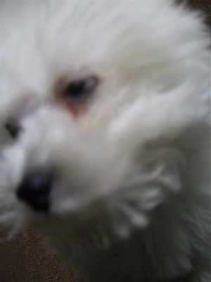 20080611ホワイトくん6