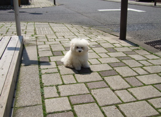 20080613¥É¥¢POP10