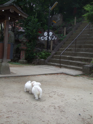 20080731Go!Go!ビションフリーゼ姉弟!1
