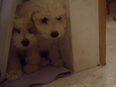 20080802¤¢¤ê¤ã¡©5