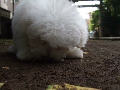 20080829¥Ó¥·¥ç¥ó¤Á¤ã¤ó3
