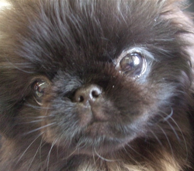 20080925¥Ú¥¥Ë¡¼¥º»ÐËå3