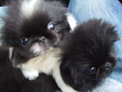 20080927¥Ú¥¥Ë¡¼¥º»ÐËå¡¢hundehutte¤Ï¥ì¥Ã¥Ä¥´¡¼¡ª8