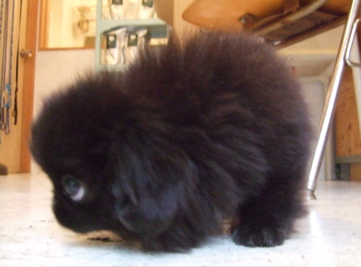 20080927¥Ú¥¥Ë¡¼¥º»ÐËå¡¢hundehutte¤ËÅþÃå¡Á¢ö2
